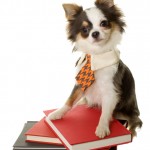 Online dog training