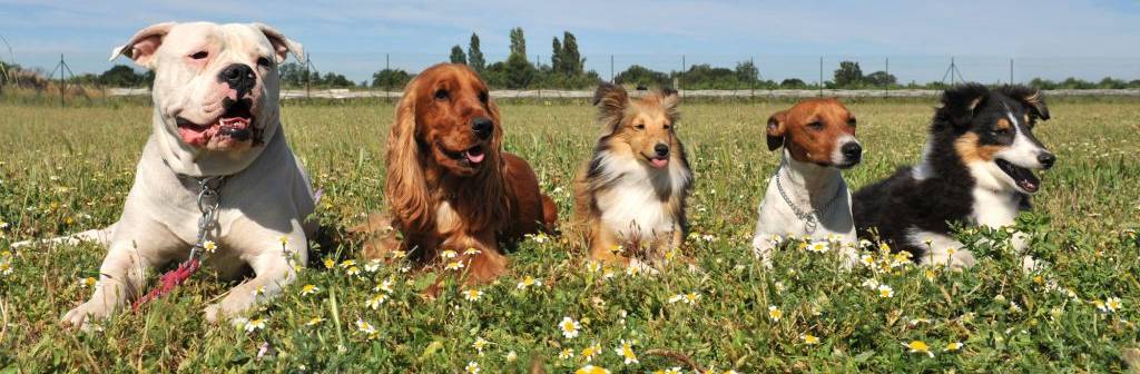 Dogs in the Grass