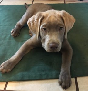in-home puppy training