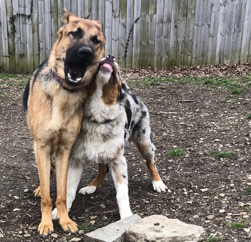 Dog Daycare Besties at Training Tracks